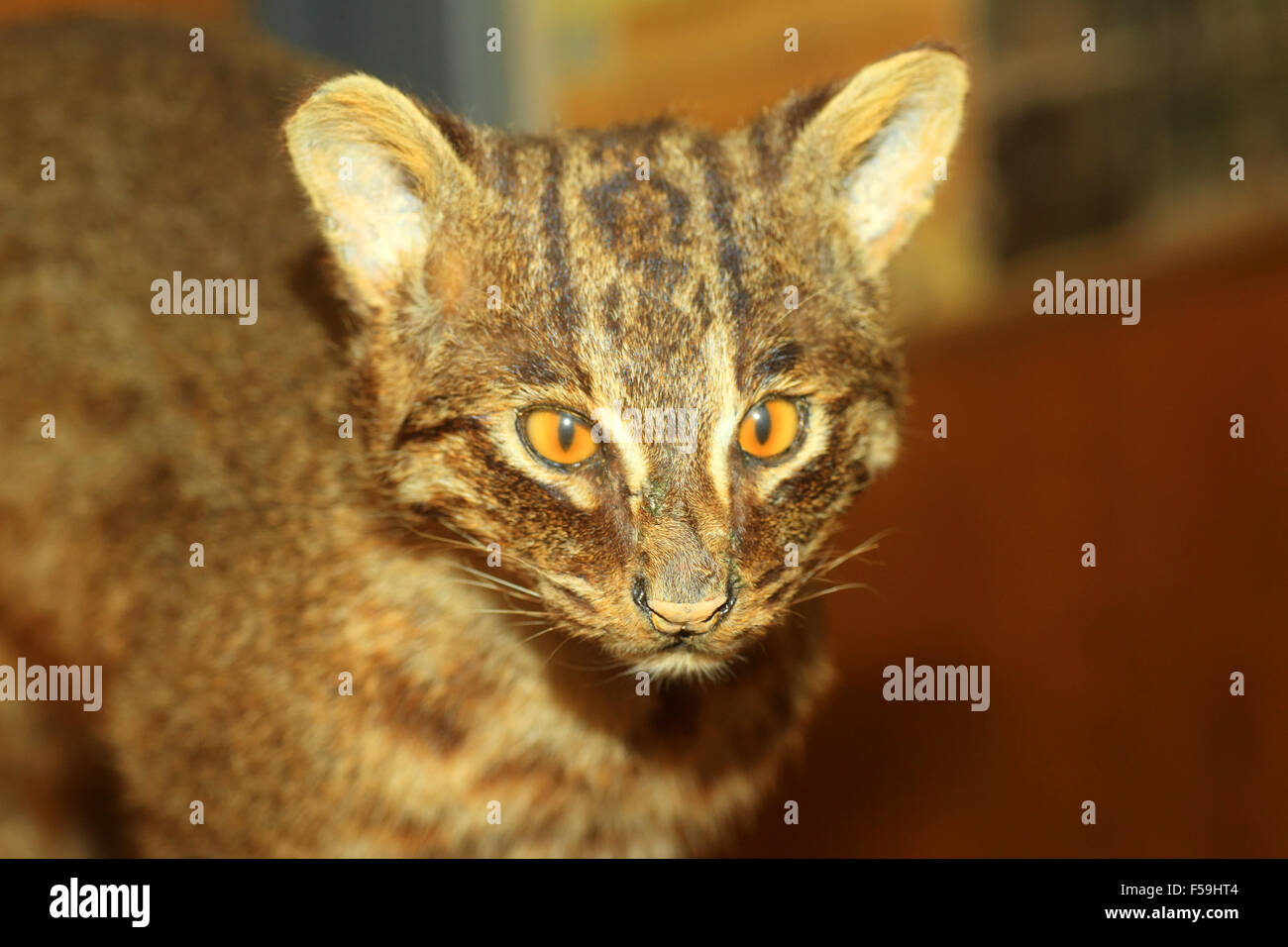 Chat sauvage d'Iriomote (Prionailurus bengalensis iriomotensis) au Japon Banque D'Images