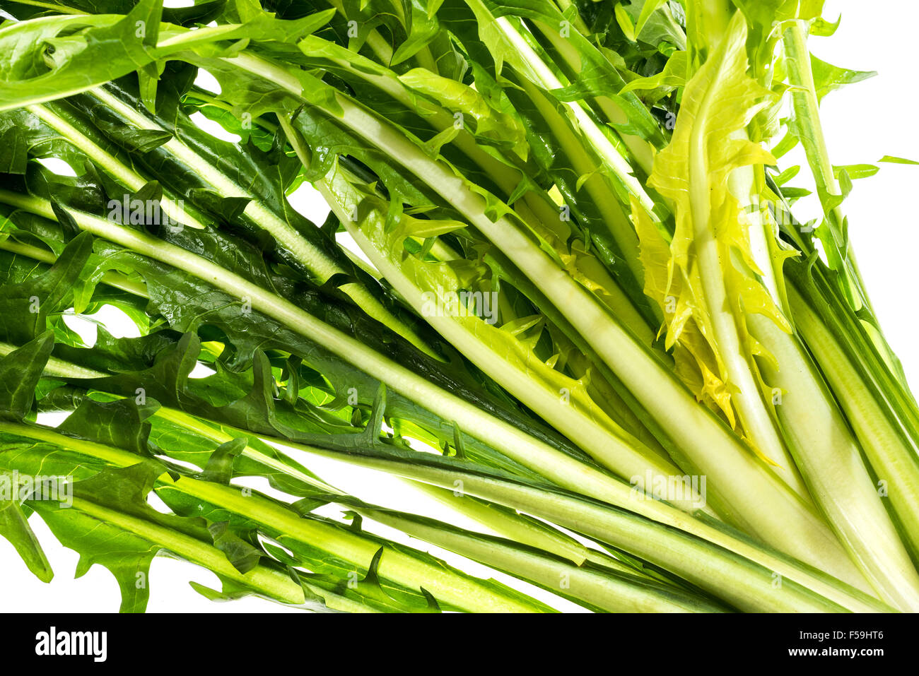 Salade de pissenlit ware, Italien Italie vert vert Alimentation saine Santé adapter la forme physique peu calorique, cuisine élégante, de préparation, de nouveau, Banque D'Images