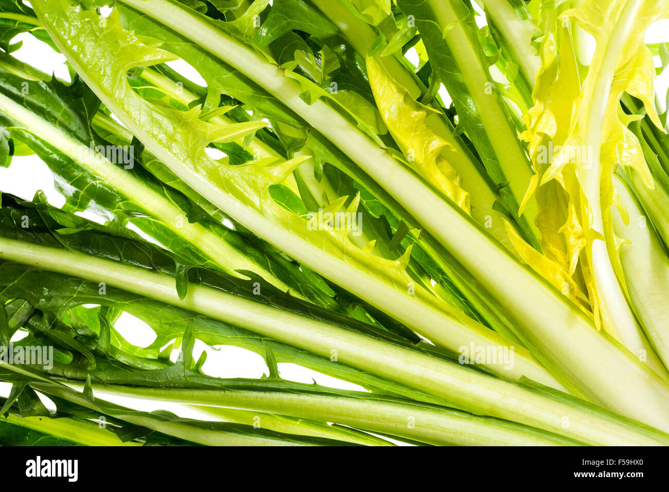 Salade de pissenlit ware, Italien Italie vert vert Alimentation saine Santé adapter la forme physique peu calorique, cuisine élégante, de préparation, de nouveau, Banque D'Images