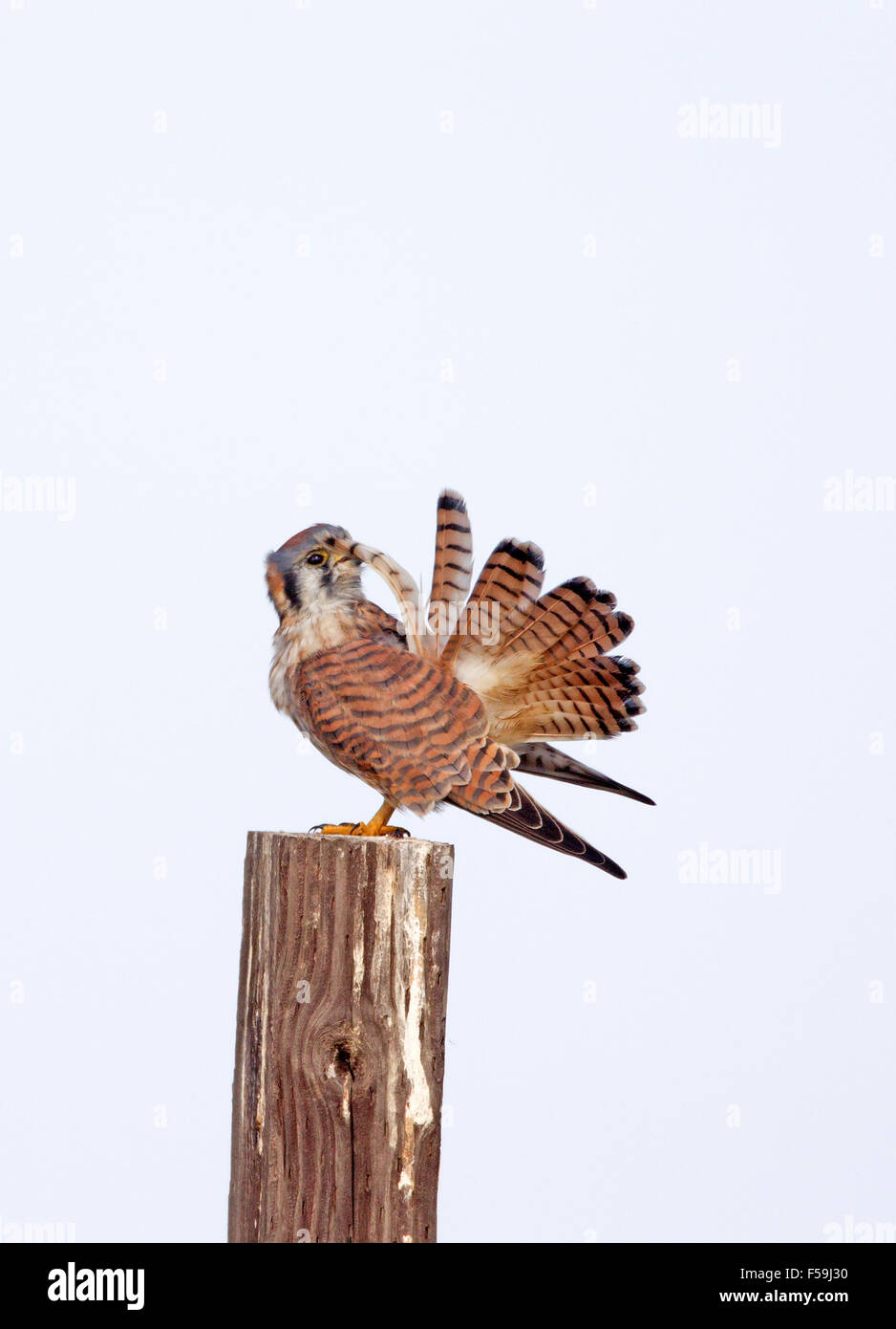 American Kestrel sur la clôture post preening Banque D'Images