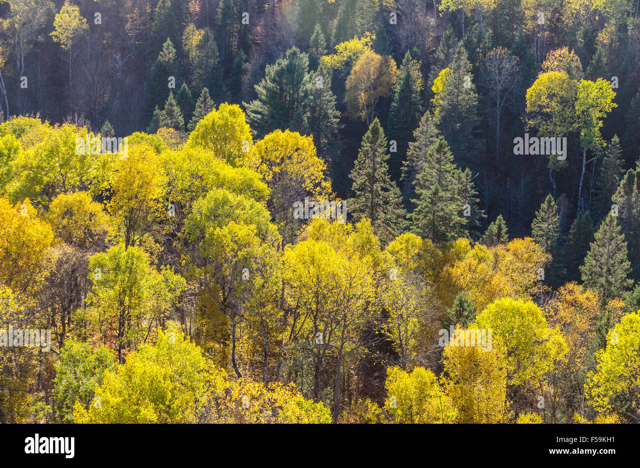 Automne arbres colorés dans le parc Algonquin . L'Ontario, Canada Banque D'Images