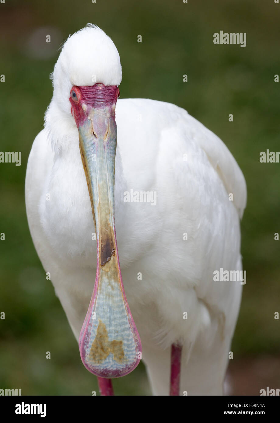 Spatule d'Afrique (Platalea alba) perching adultes en eau peu profonde Banque D'Images