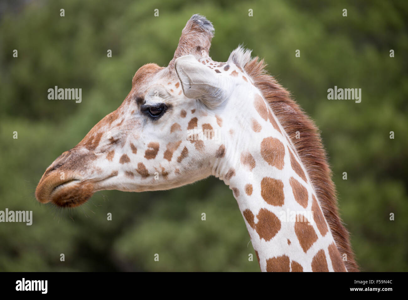 Tête de girafe réticulée Banque D'Images