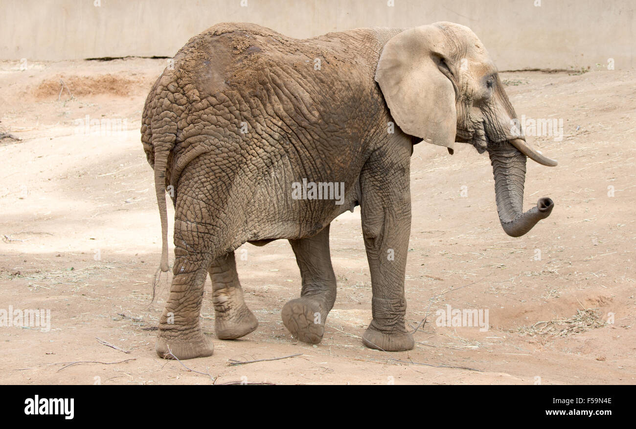Bush africain Elephant Banque D'Images