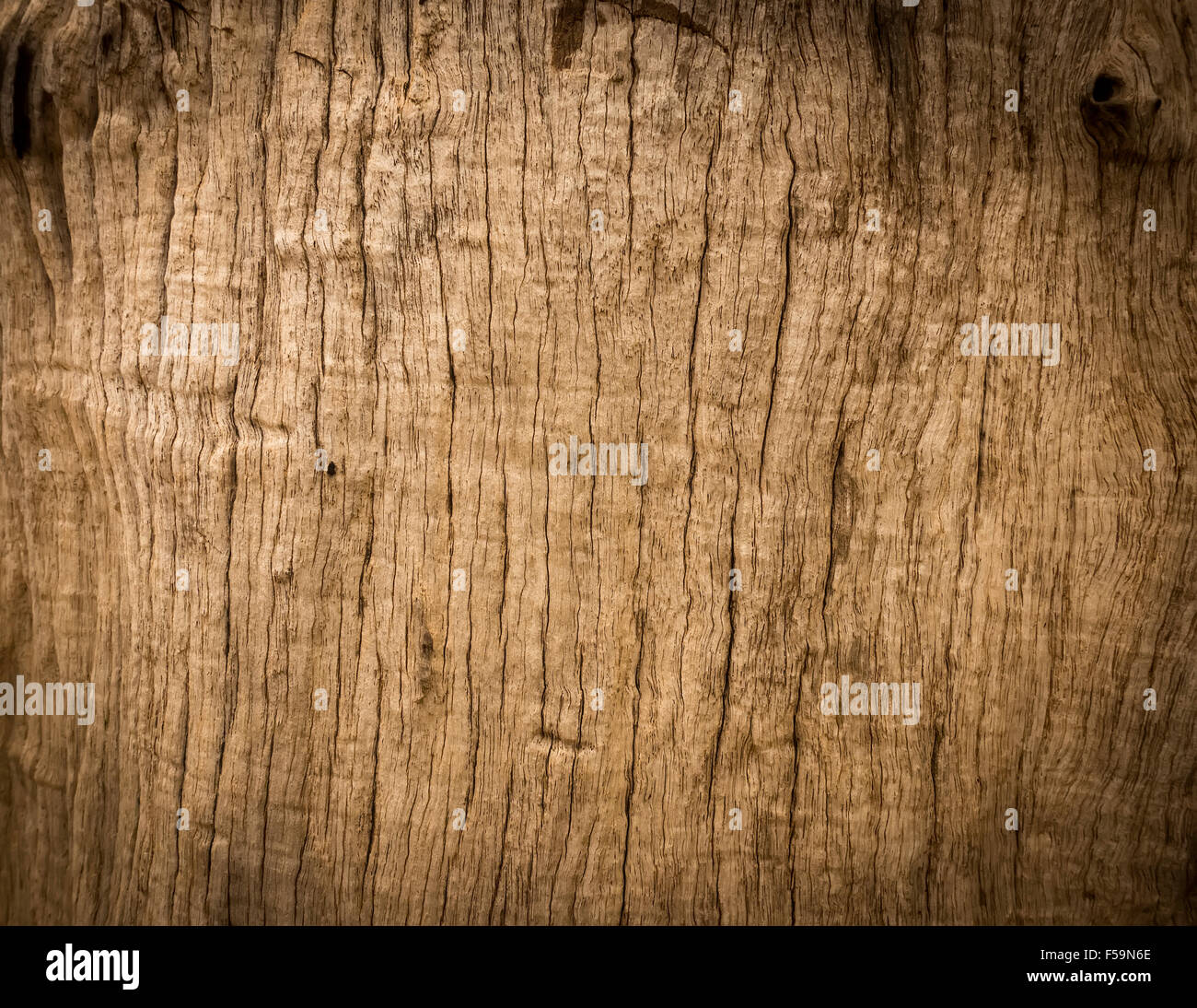 La texture de la photographie d'arbre Banque D'Images