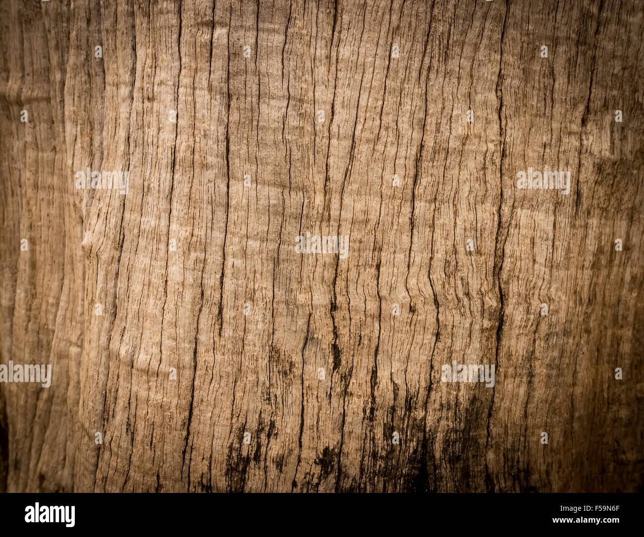 La texture de la photographie d'arbre Banque D'Images