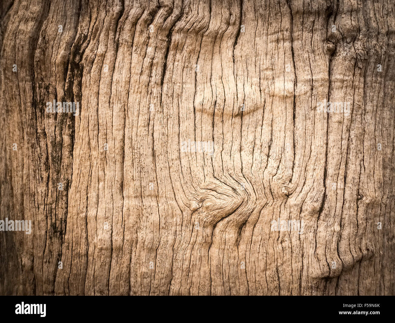 La texture de la photographie d'arbre Banque D'Images