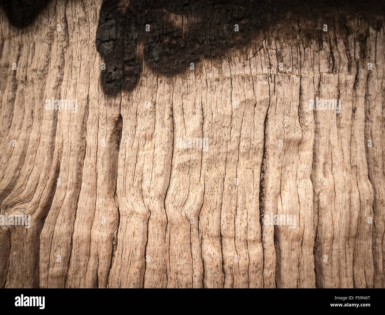 La texture de la photographie d'arbre Banque D'Images