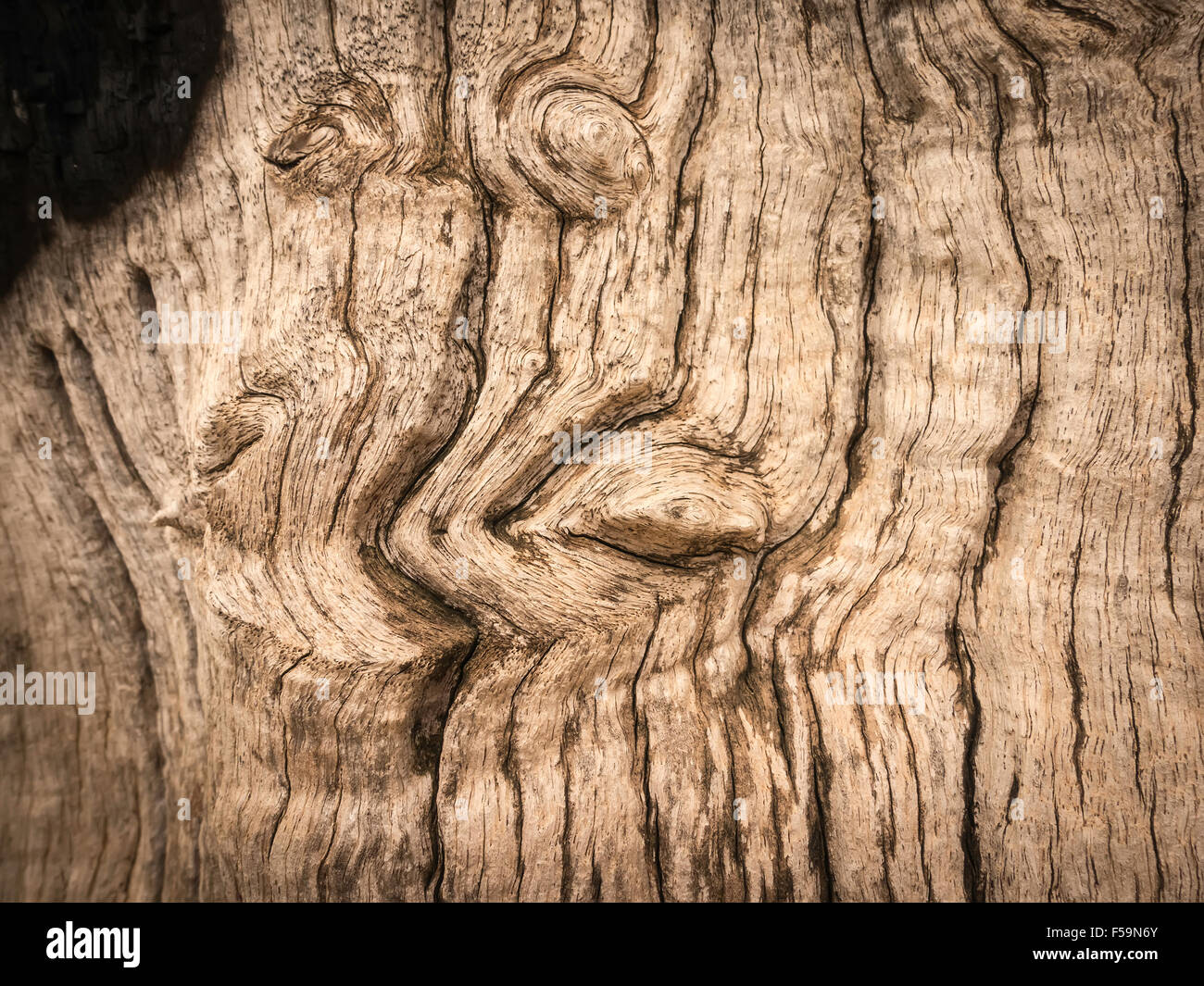 La texture de la photographie d'arbre Banque D'Images