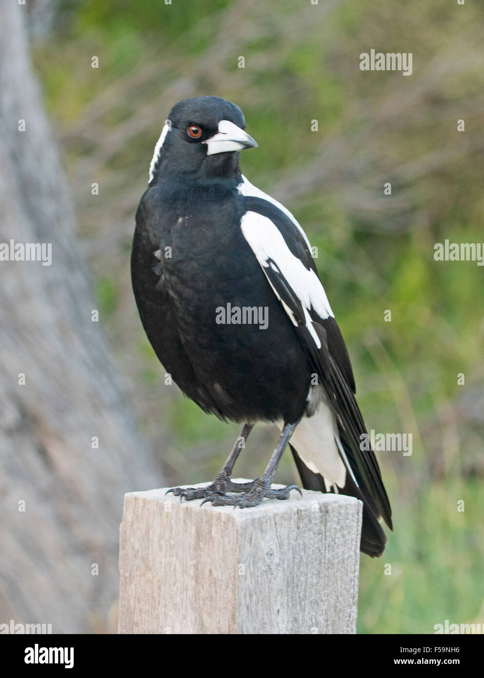 Cassican flûteur, oiseau noir et blanc, oeil étincelant, debout sur poster dans jardin de banlieue contre fond vert Banque D'Images