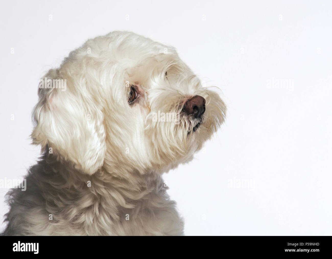 Petit chien blanc Banque D'Images