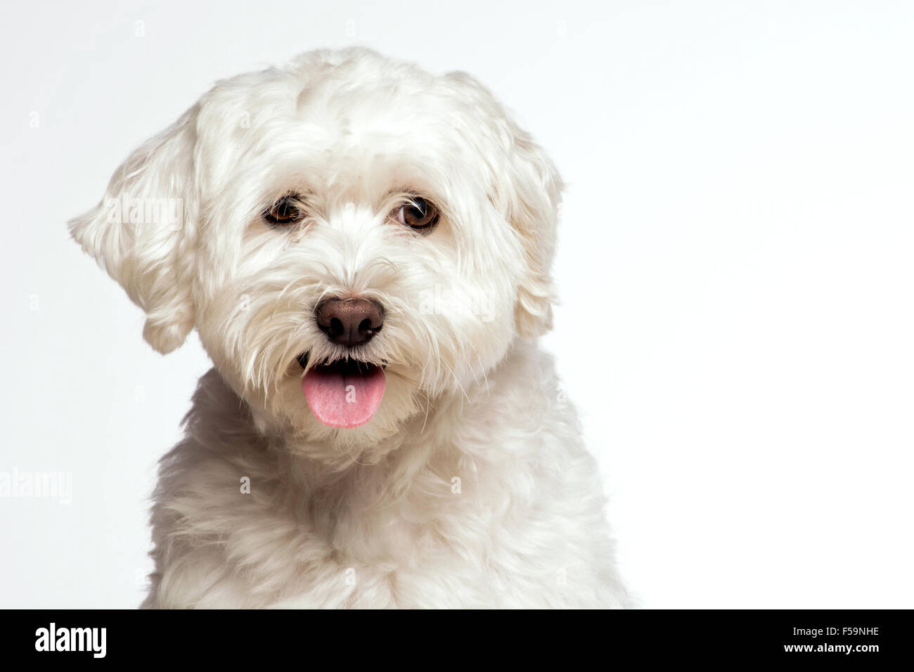 Petit chien blanc Banque D'Images