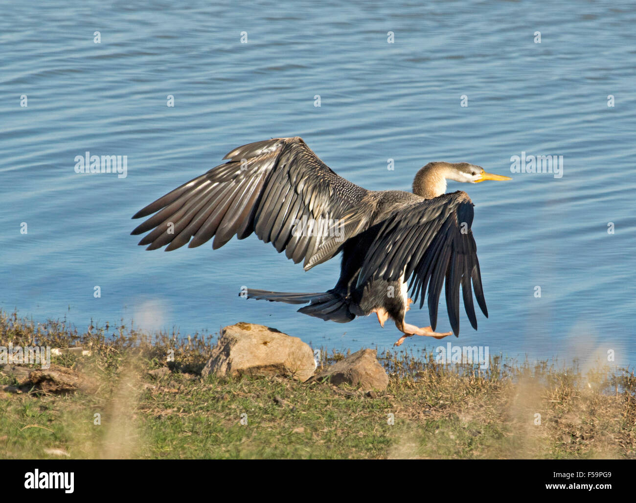 Serpent australien-necked vert Anhinga novaehollandiae avec les ailes étendues en tenant à l'air au-dessus de l'eau de lac intérieur bleu Banque D'Images