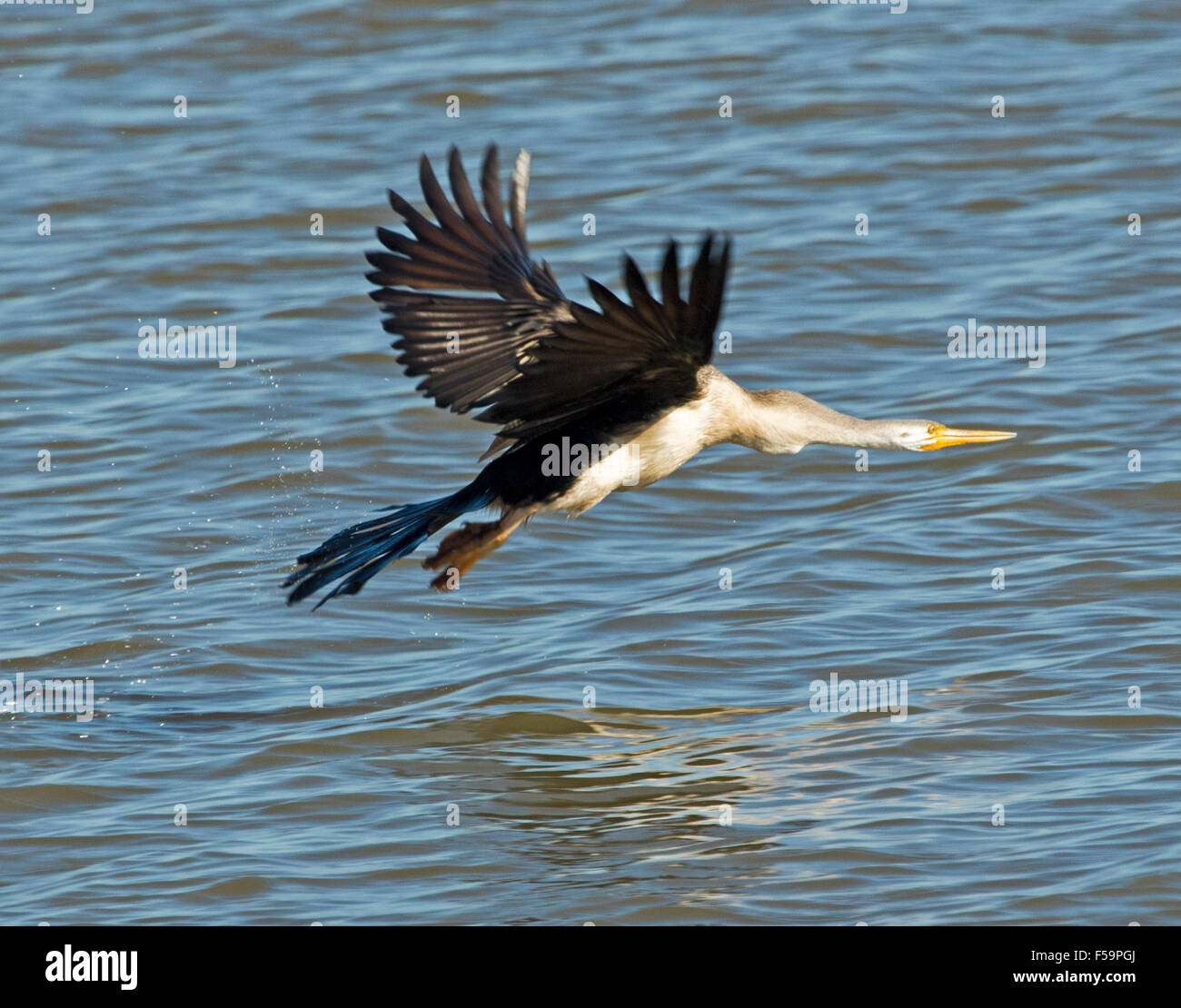 Serpent australien à col-vert, Anhinga novaehollandiae en vol, avec des ailes et du cou, plus étendu de l'eau bleu du lac outback Banque D'Images