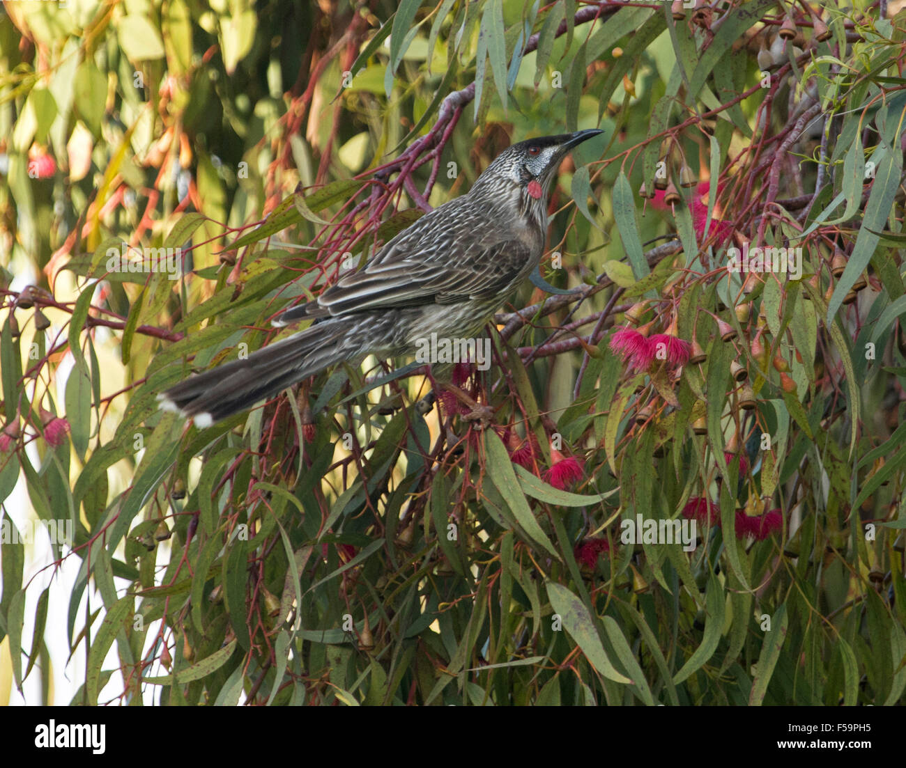 Wattlebird Anthochaera carunculata rouge, de l'Australie, l'alimentation chez les fleurs rouge méliphage d'eucalyptus / gum tree in garden Banque D'Images