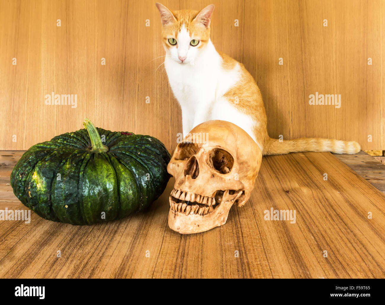 crâne et chat Banque D'Images