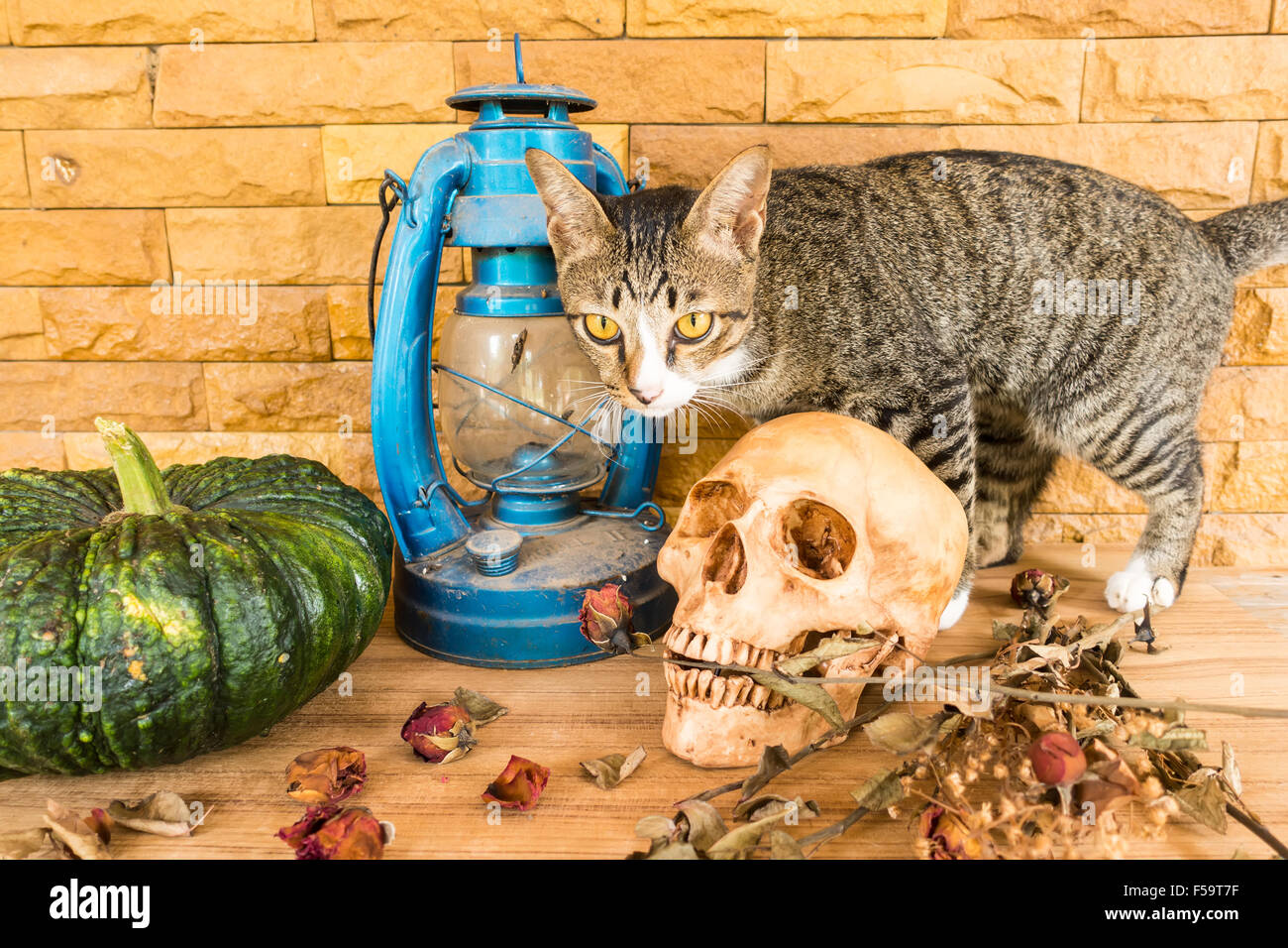 crâne et chat Banque D'Images