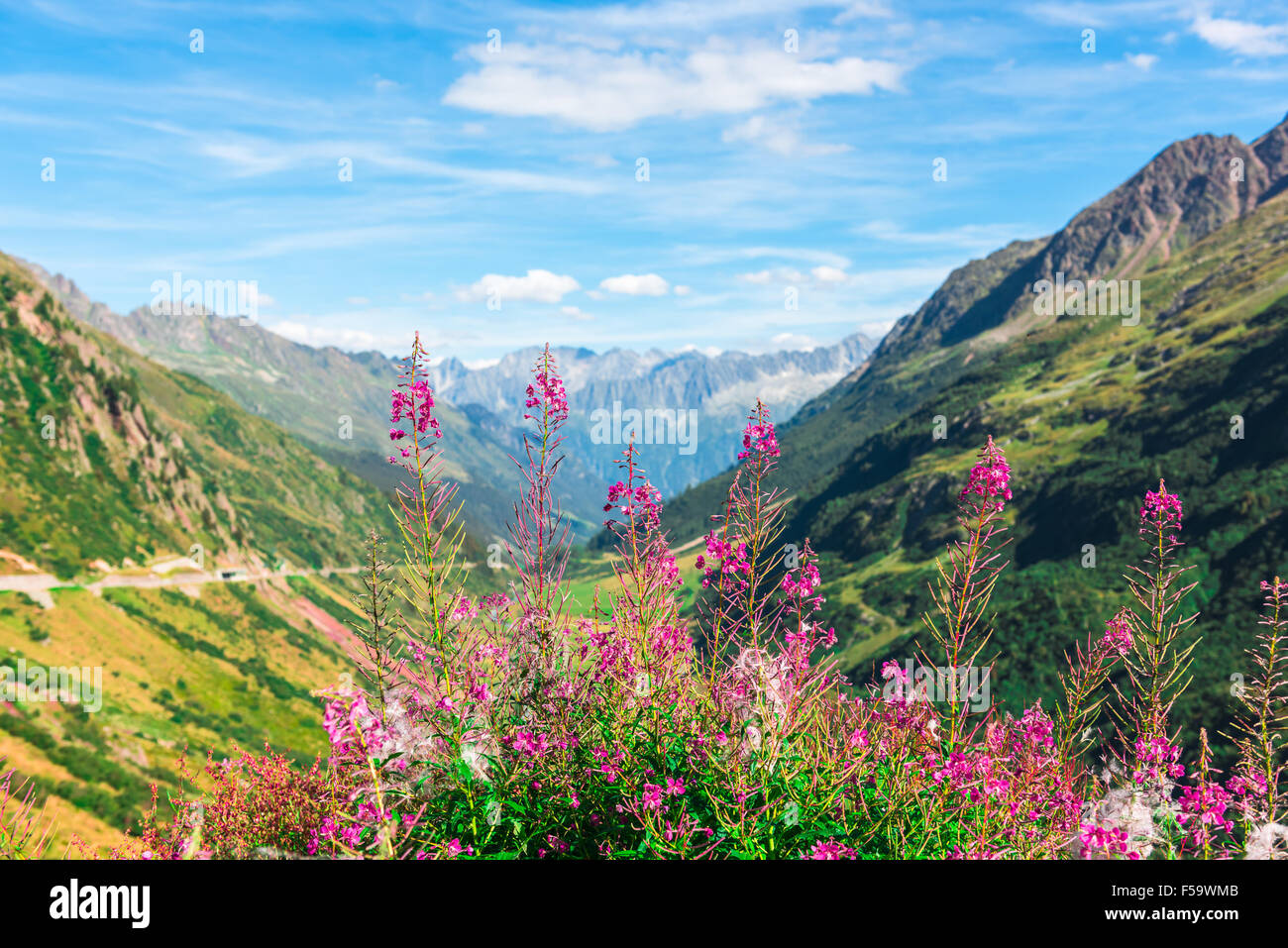 Sapl suisse montagne en été avec des fleurs rose sauvage sur l'avant-plan Banque D'Images