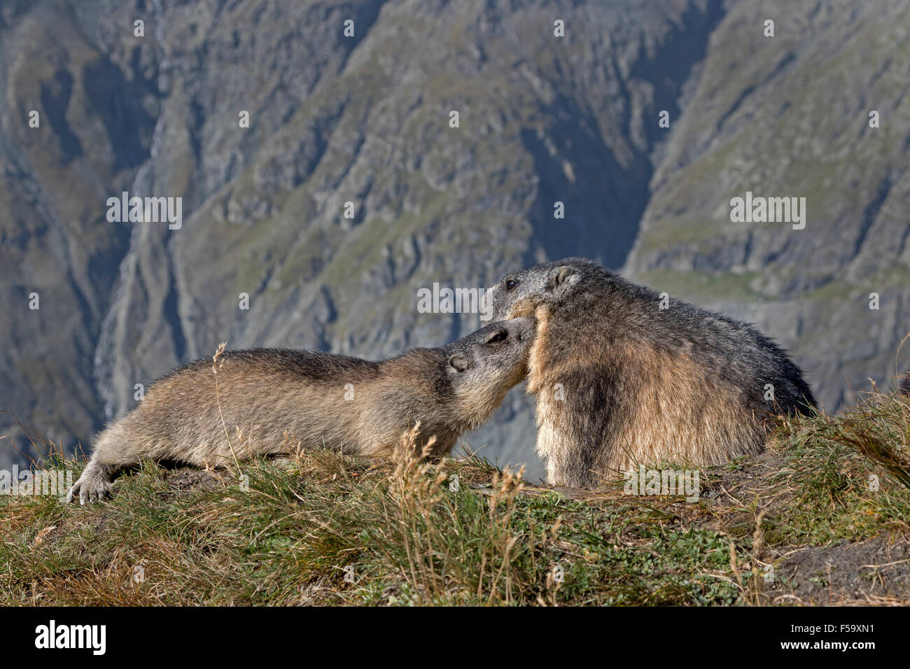 Marmotte alpine, parc national du Haut Tauern, Carinthie, Autriche, Europe / Marmota marmota Banque D'Images