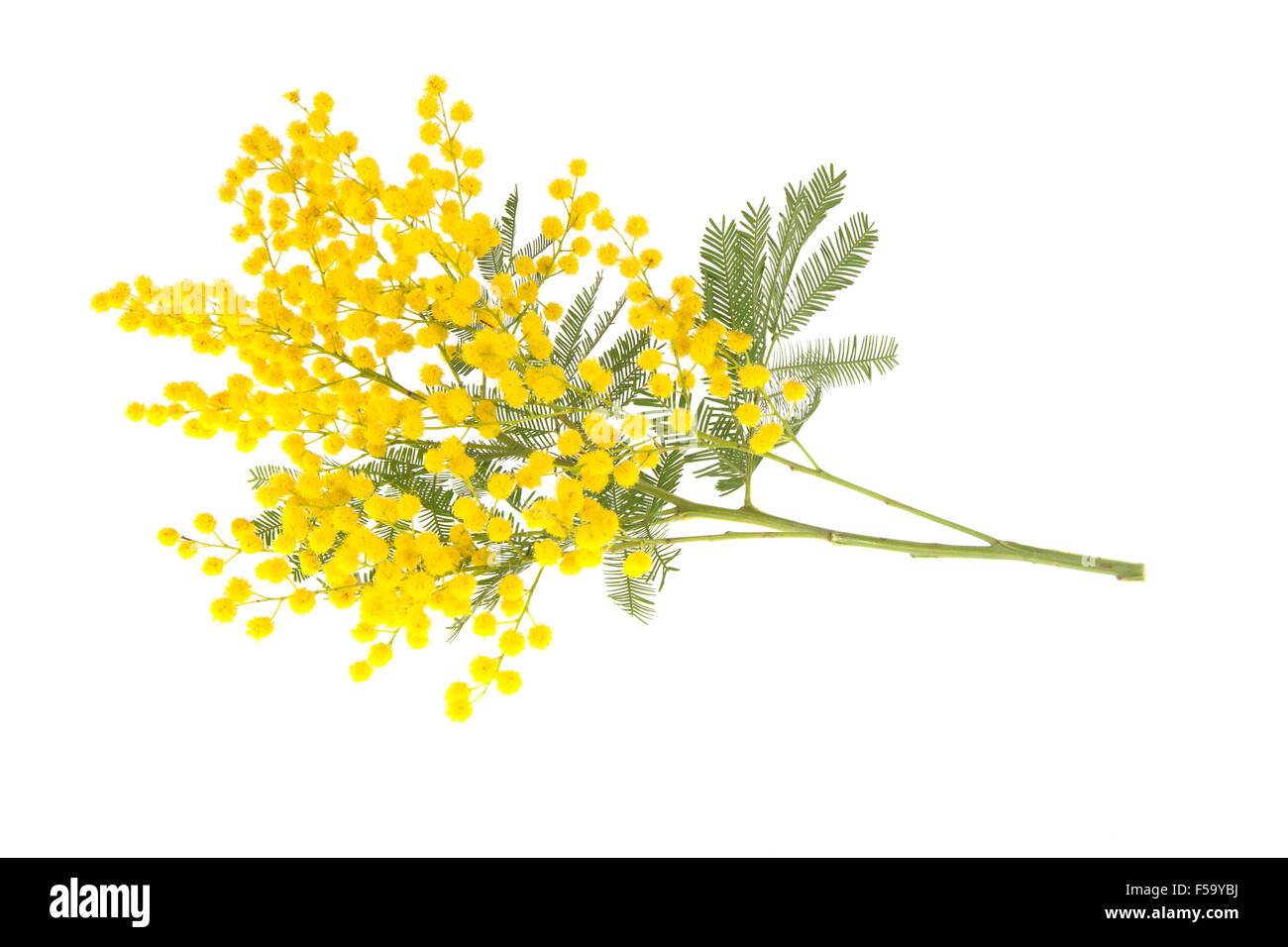 La direction générale de mimosa isolé sur blanc. Fleurs de mimosa en Italie est le symbole de la "Journée internationale des femmes". Banque D'Images