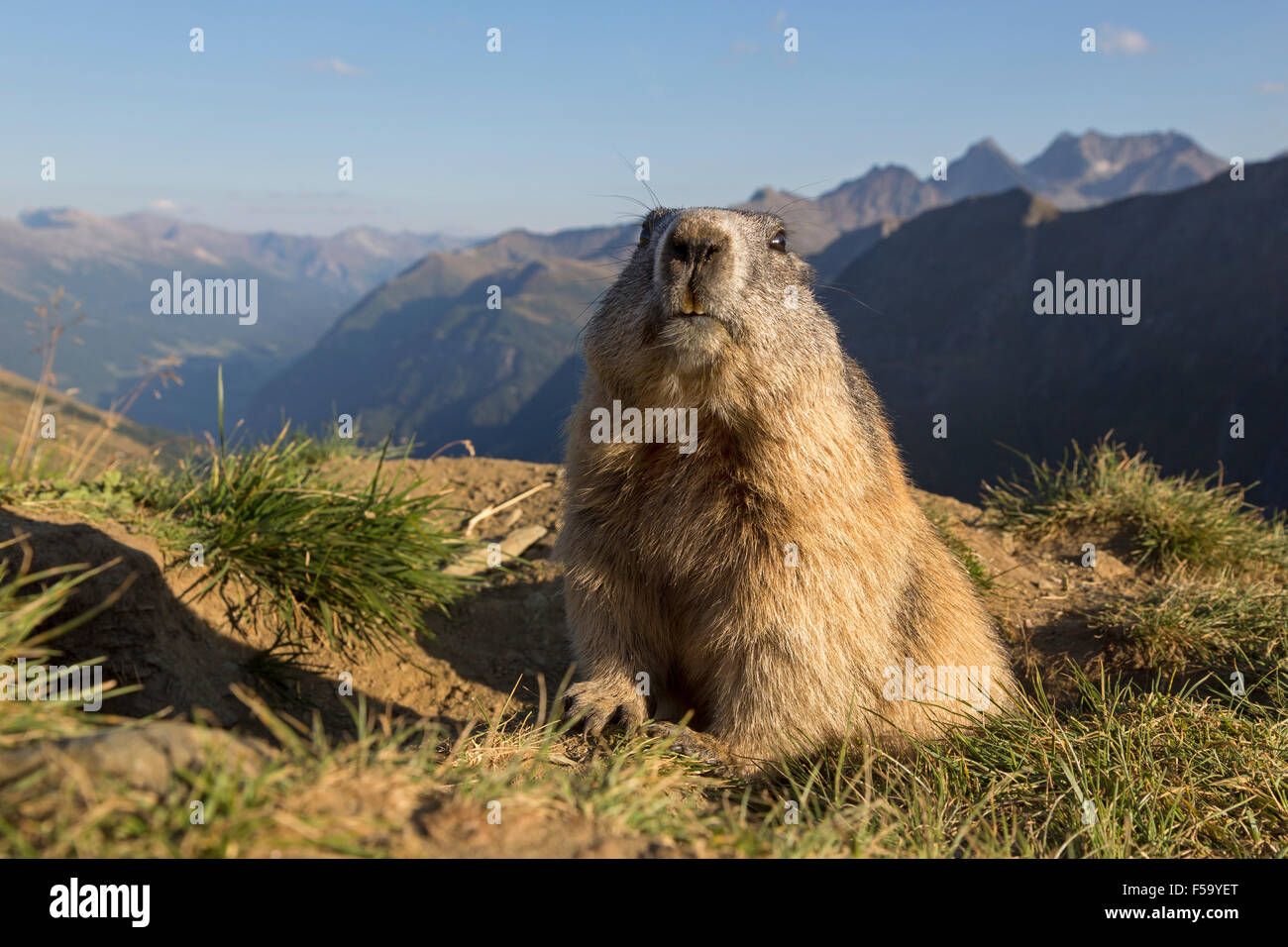 Marmotte alpine, parc national du Haut Tauern, Carinthie, Autriche, Europe / Marmota marmota Banque D'Images