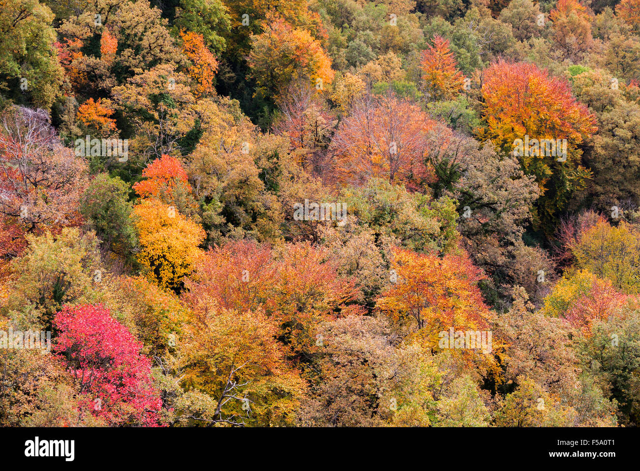 Forêt d'automne close up dans la Garrotxa, en Catalogne Banque D'Images