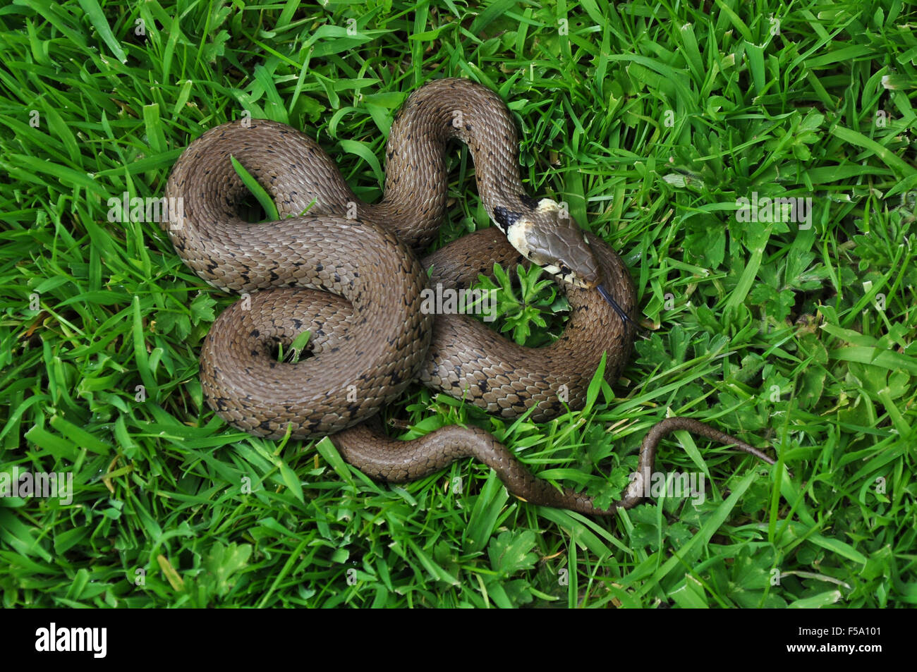 Grass snake sur l'herbe UK Banque D'Images