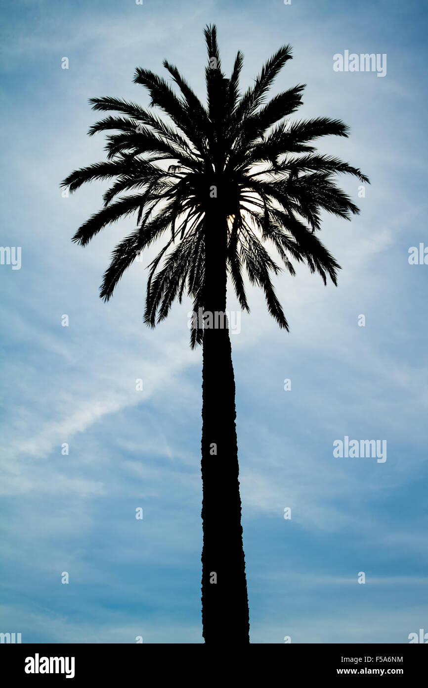 Palm Tree rétroéclairage against a blue sky Banque D'Images