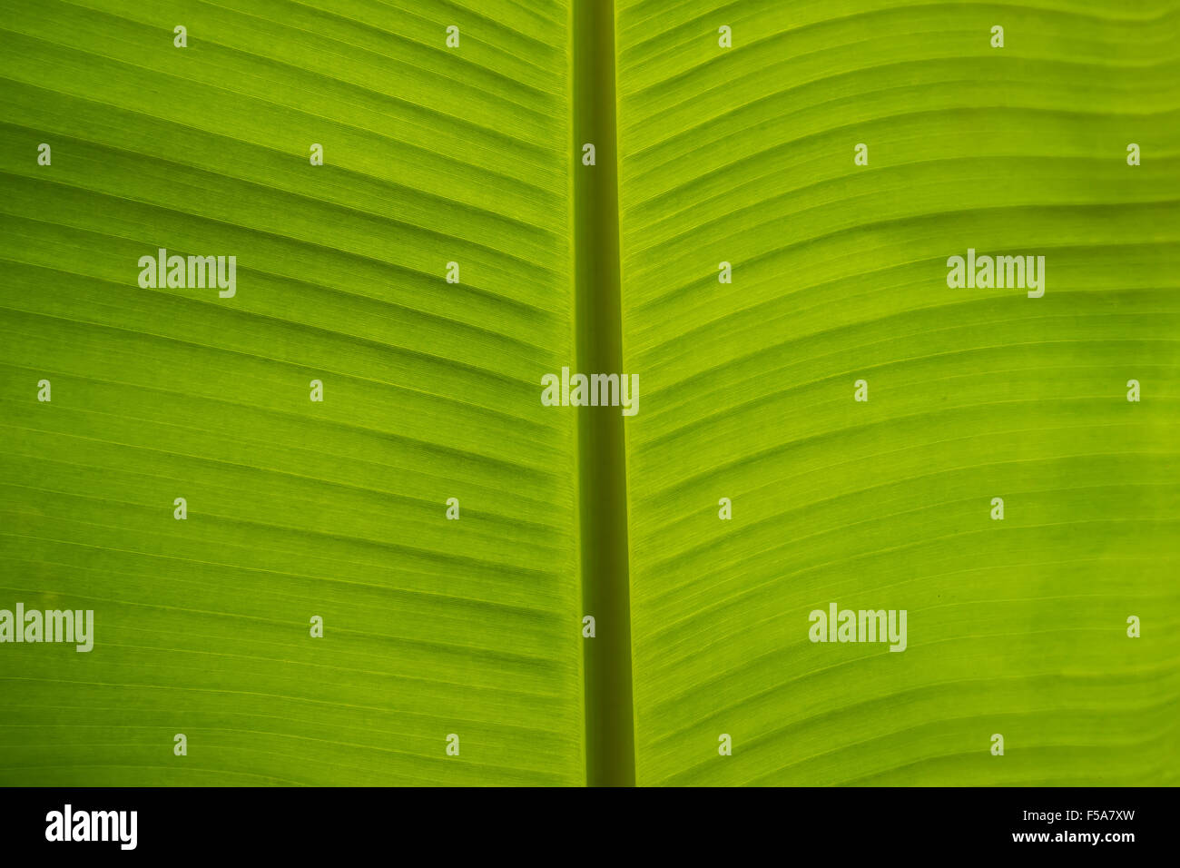 Vert feuille de banane dans le jardin photography Banque D'Images