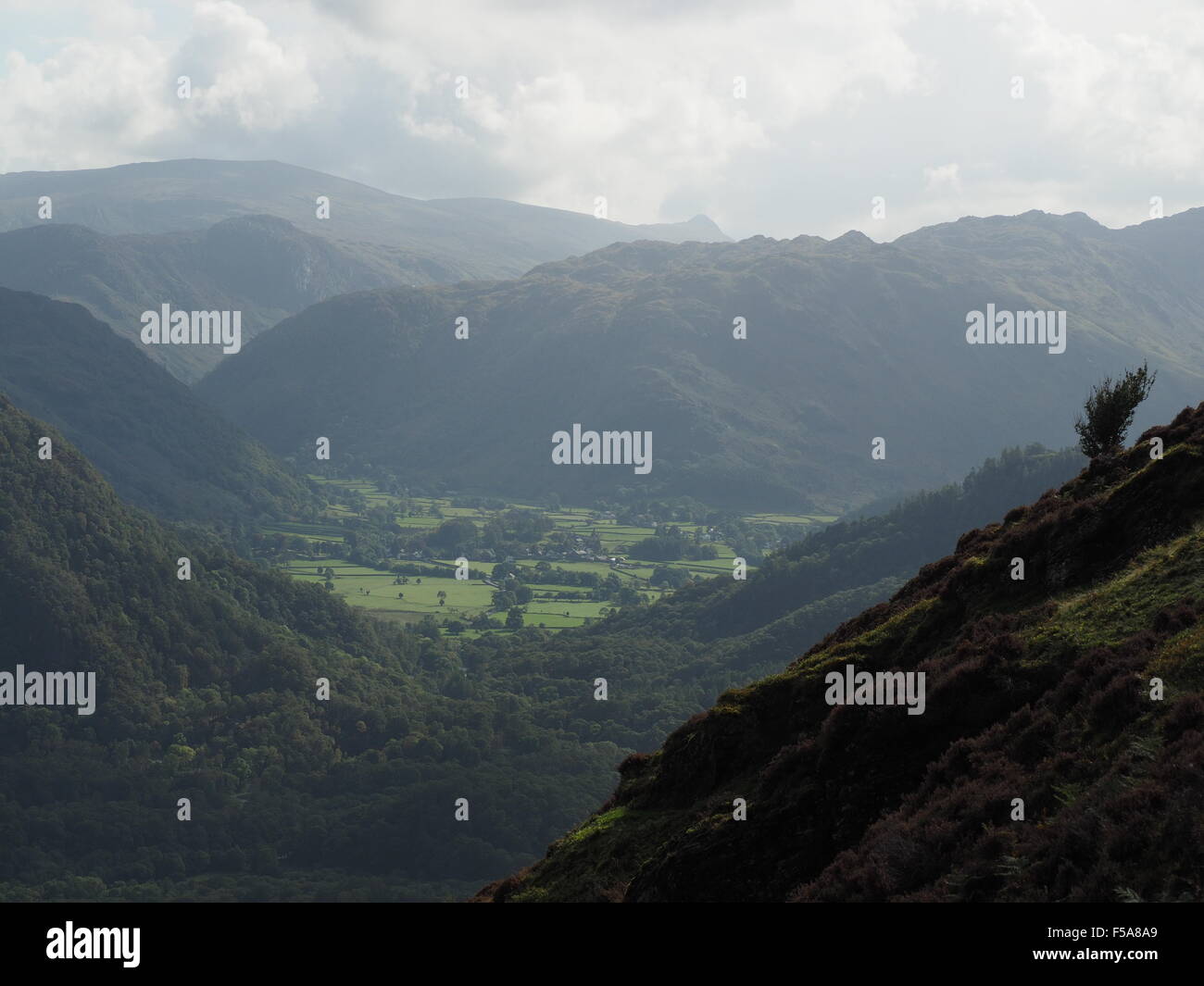 Borrowdale et ses environs fells vu de pentes de Maiden Moor sur Newlands Horseshoe dans Cumbria UK avec petit arbre de premier plan Banque D'Images