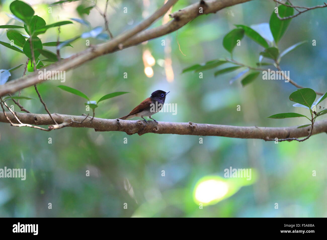 Paradise Flycatcher japonais (Terpsiphone atrocaudata) au Japon Banque D'Images