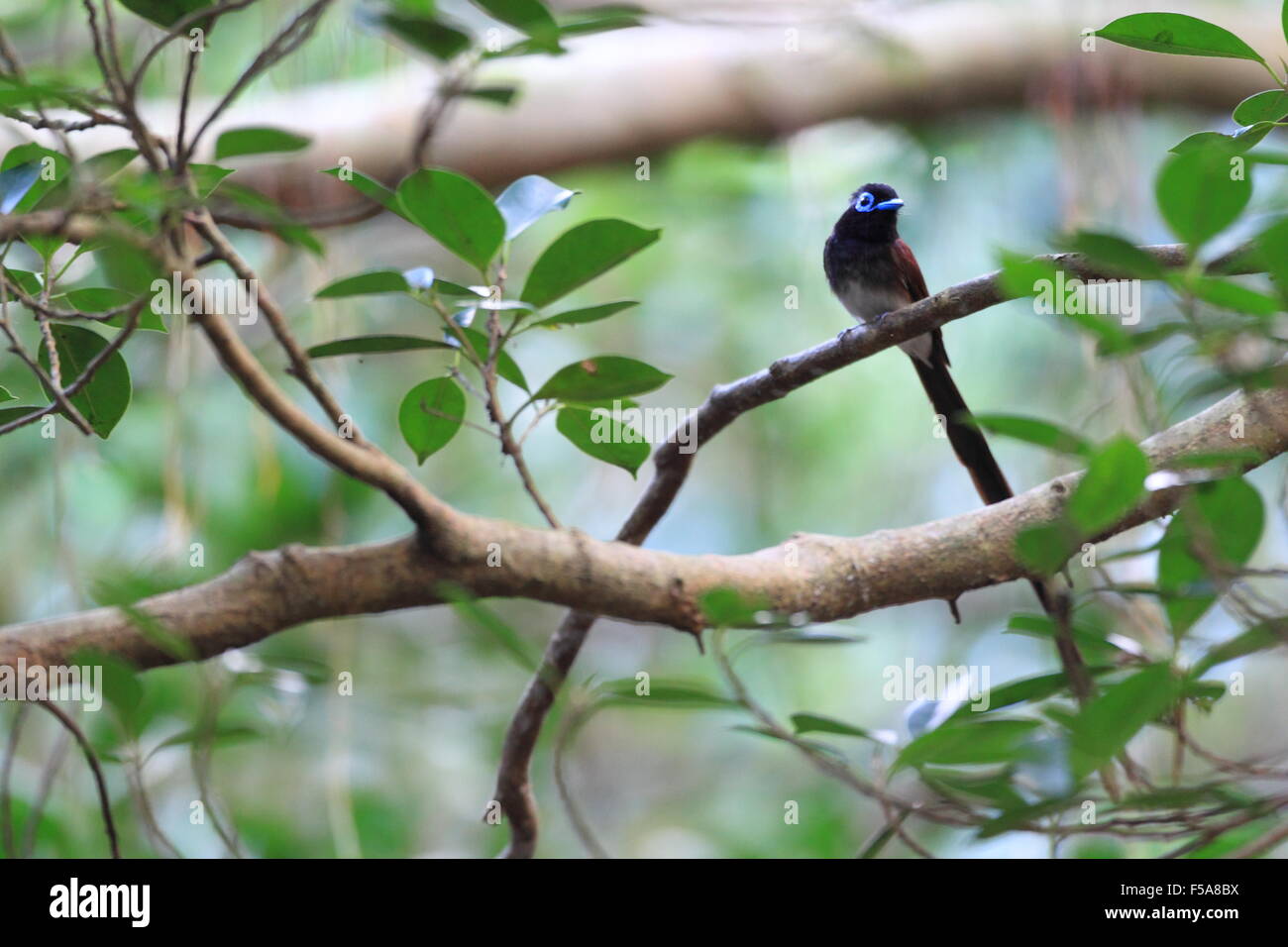 Paradise Flycatcher japonais (Terpsiphone atrocaudata) au Japon Banque D'Images