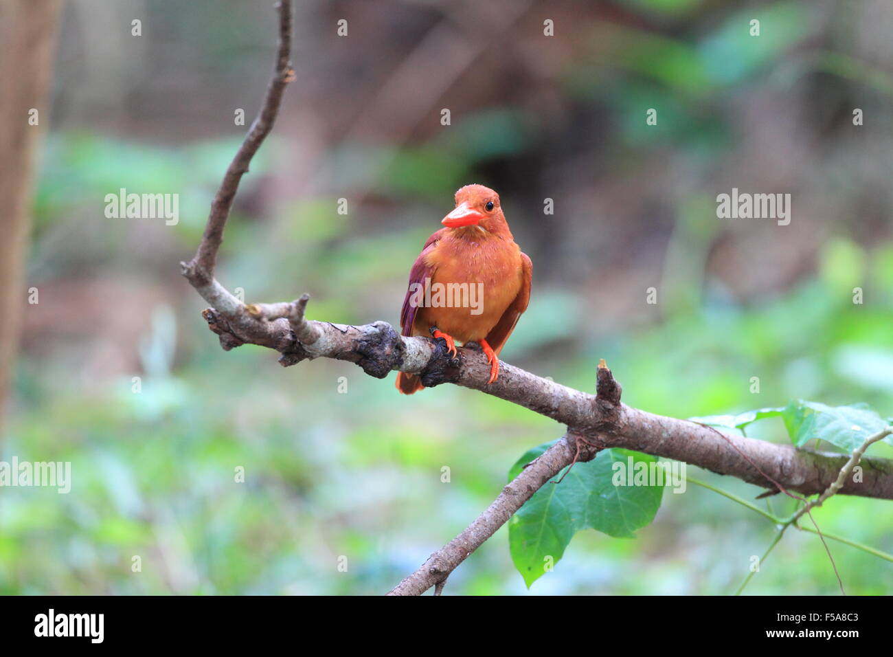 Ruddy (Kingfisher Halcyon coromanda) majeur au Japon Banque D'Images