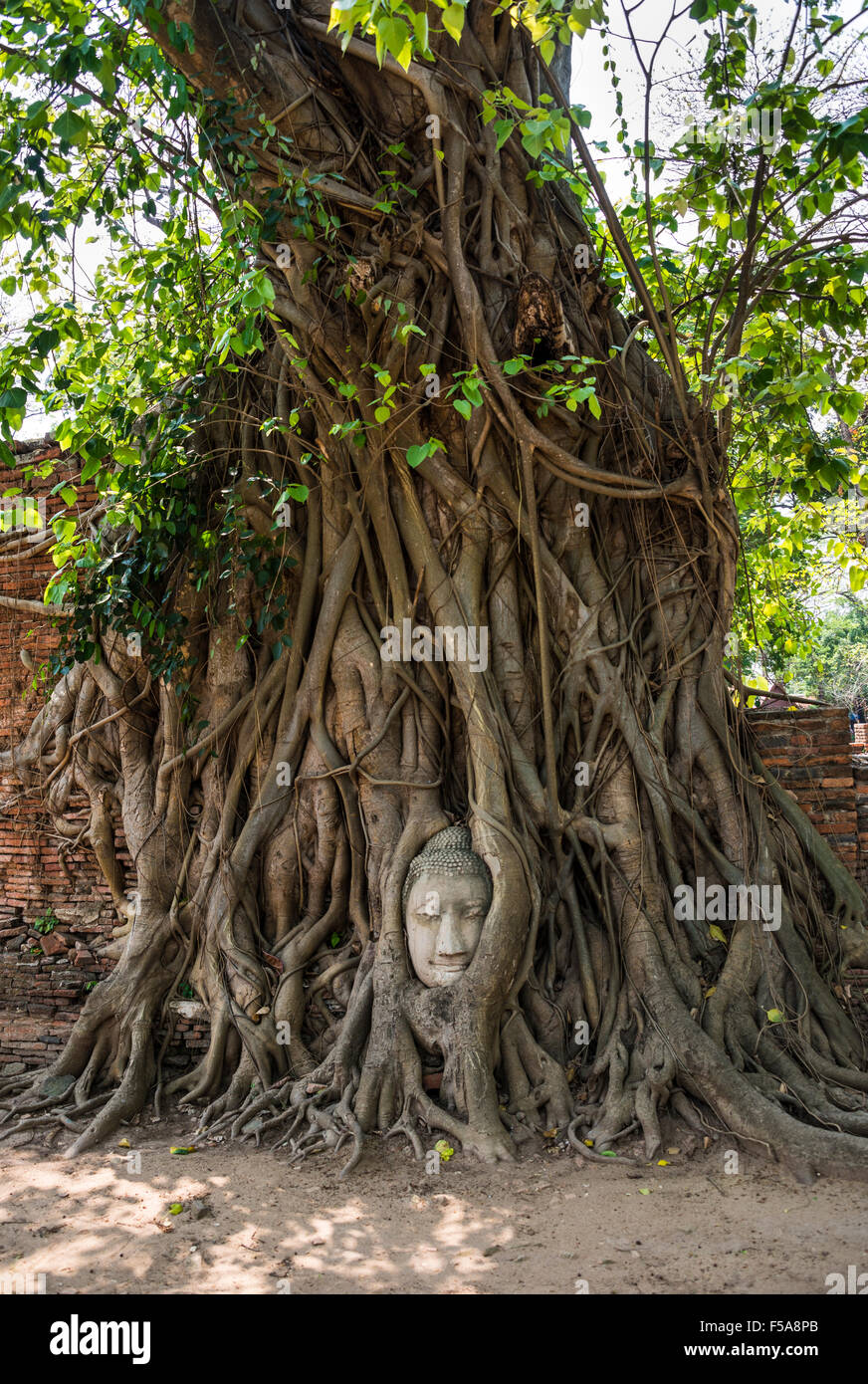 Tête de bouddha statue en l'arbre de bodhi (Ficus religiosa) racines, Wat Mahathat, Ayutthaya, Thaïlande Banque D'Images