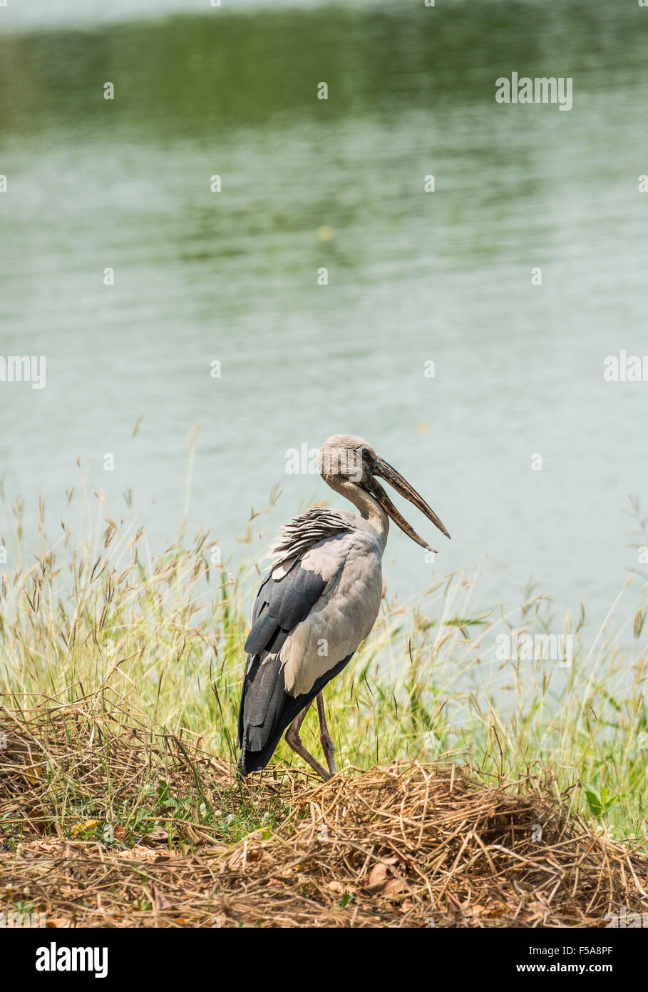 Asian openbill ou asiatique openbill Anastomus stork (oscitante) Comité permanent par l'eau, Ayutthaya, Thaïlande Banque D'Images