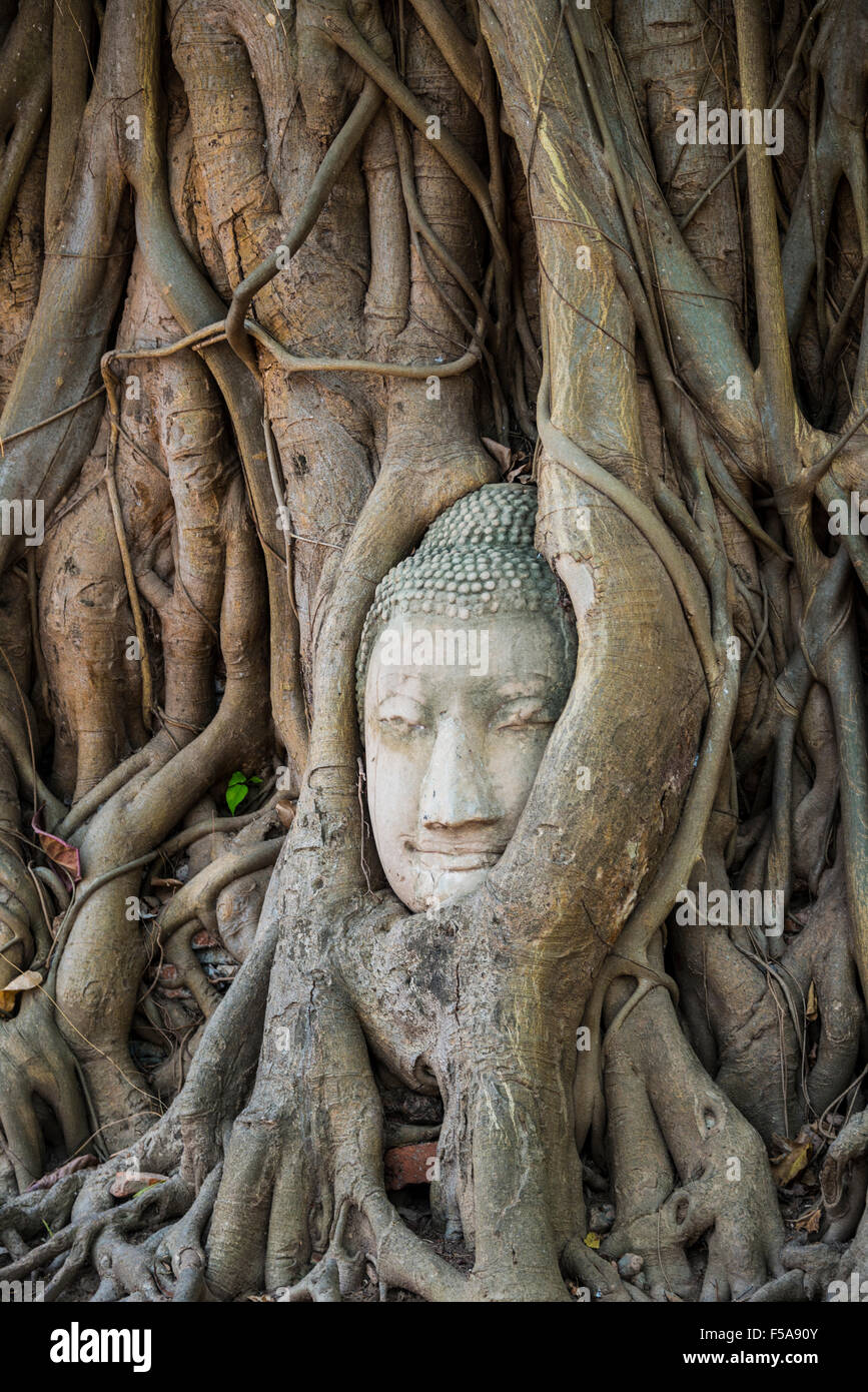 Tête de bouddha statue en l'arbre de bodhi (Ficus religiosa) racines, Wat Mahathat, Ayutthaya, Thaïlande Banque D'Images