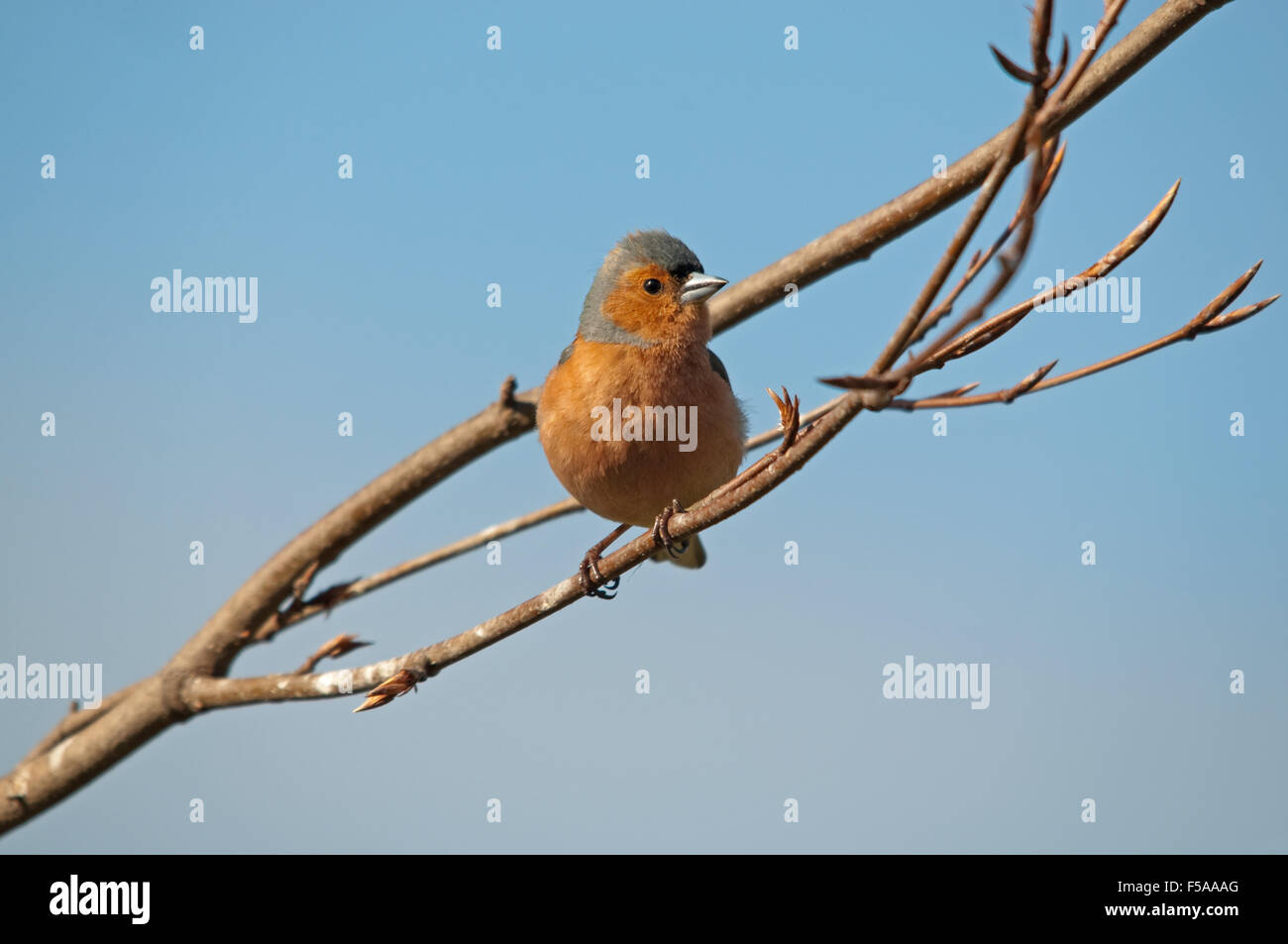 Chaffinch mâle dans le cuivre Beach Tree Banque D'Images