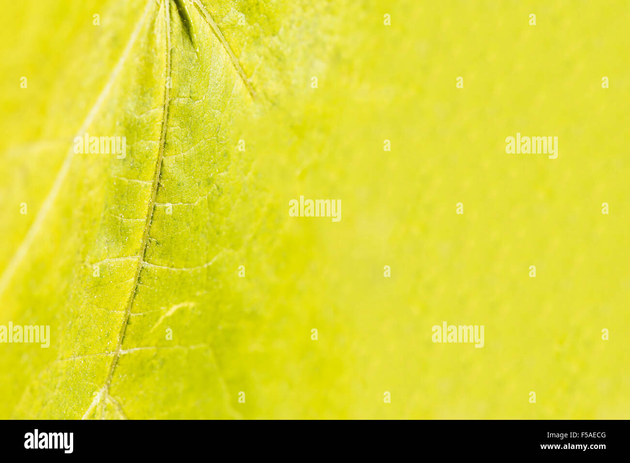 Veine de la feuille jaune d'un cep. Banque D'Images