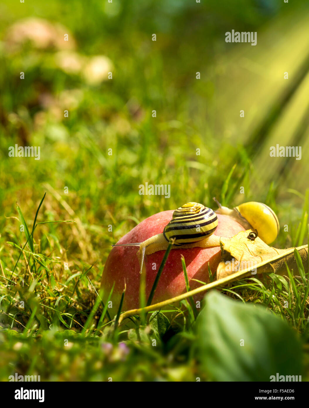 Lot De 9 Mini Escargots En Résine - Décorations Pour Jardin Féerique, Terrarium, Maison De Poupée - 3 Couleurs