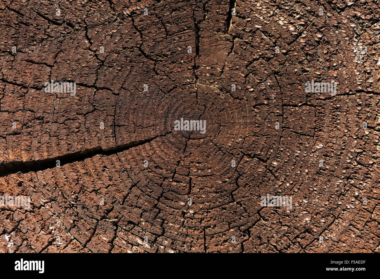 La texture de l'arbre avec une grande fissure. Banque D'Images