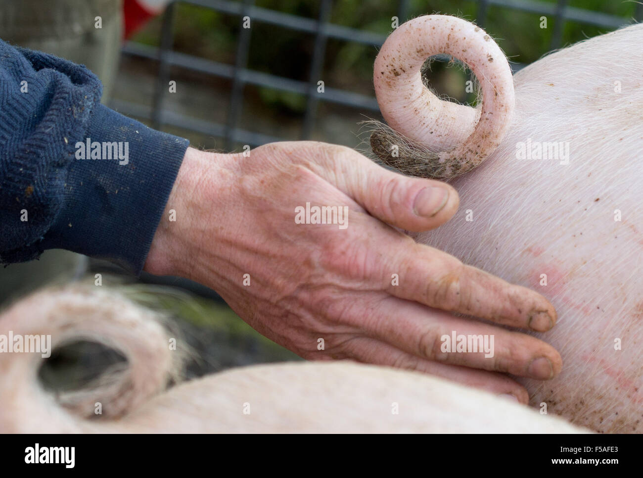 Münster, Allemagne. 30Th Oct, 2015. Queues de porcs frisés comme vu dans une ferme à Münster, Allemagne, 30 octobre 2015. Le propriétaire du Cochon fermier, Hartmann, est l'un des 15 agriculteurs de la région c'est avec l'expérience avec les porcs à longue queue. La Chambre d'Agriculture et associations se sont entendues sur l'abandon de la routine d'un raccourcissement de la queue chez les porcs au début de 2014. Photo : Friso Gentsch/dpa/Alamy Live News Banque D'Images