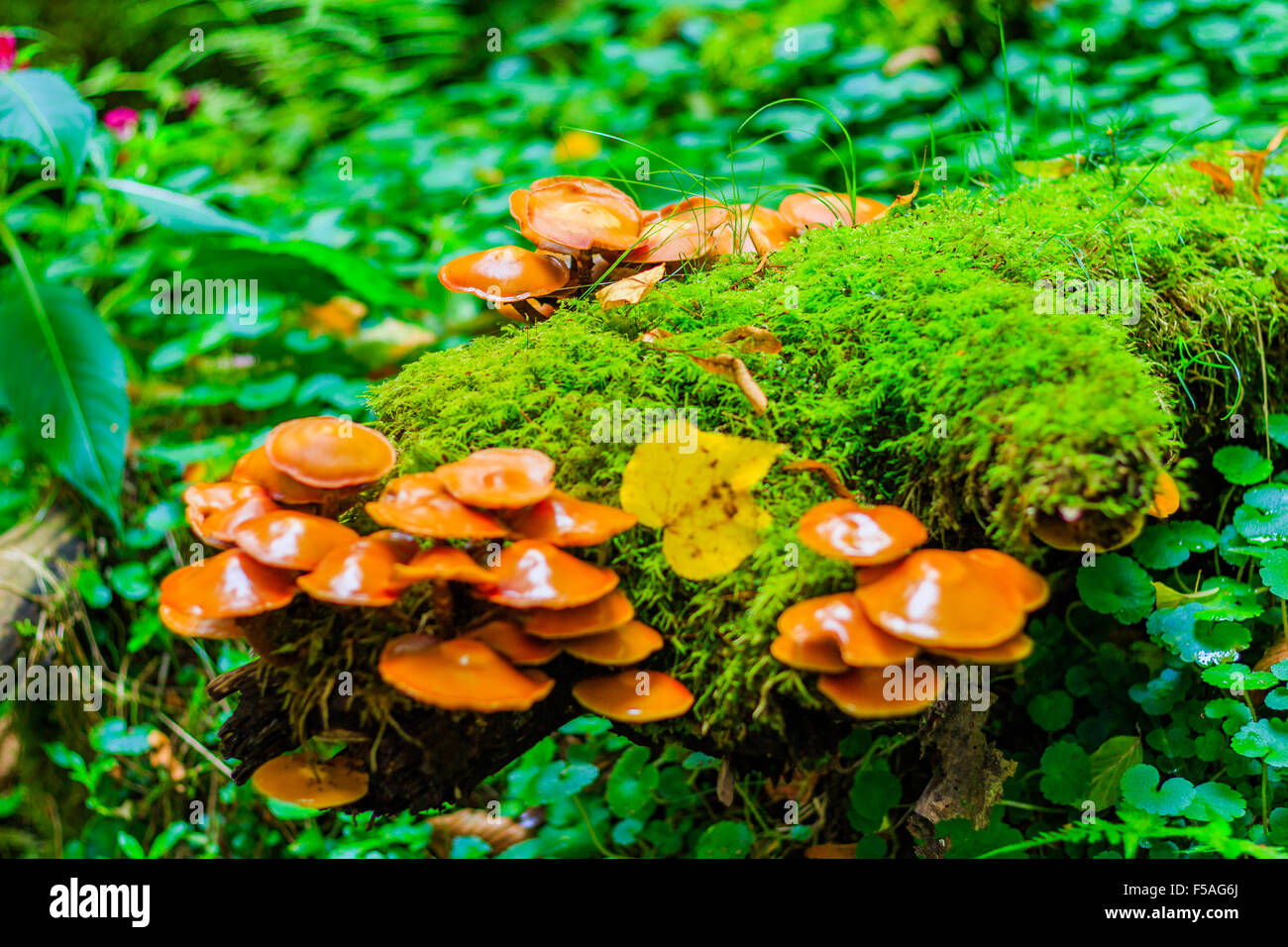 Champignons dans les bois aux couleurs de l'automne Banque D'Images