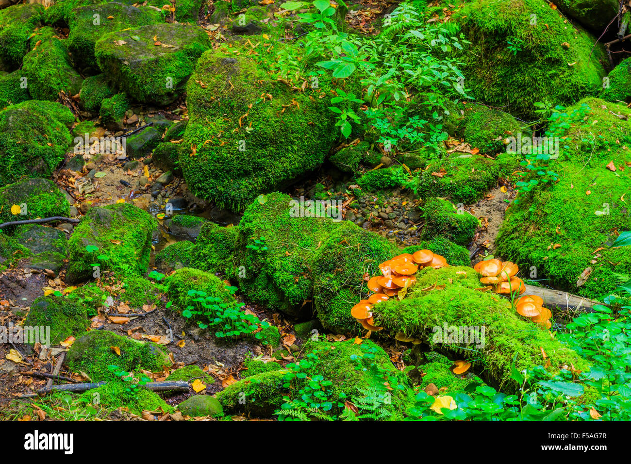 Voir de belle cascade dans le Czech-Saxony la Suisse. Banque D'Images