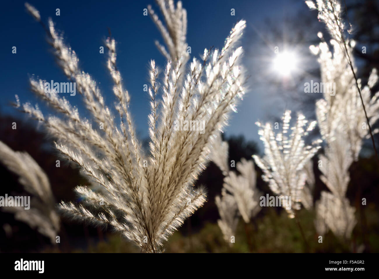 Close up of wild rétroéclairé pampas grass Miscanthus capitules avec soleil du matin Banque D'Images