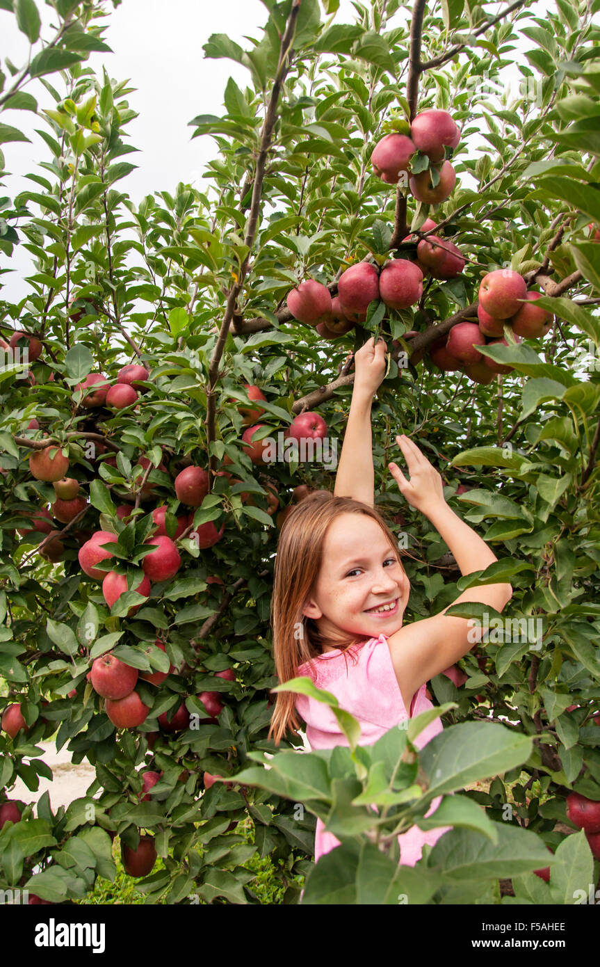 Smiling girl picking apples in orchard fruits Banque D'Images
