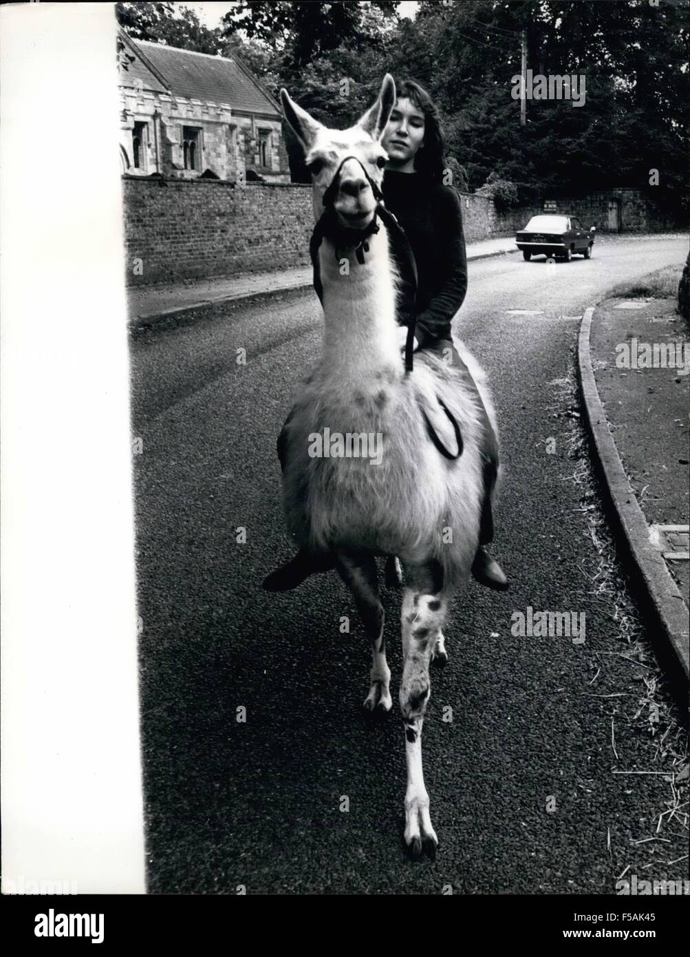 1968 - Julie Le Village - Par lama. Trottine sur la voies de Malton, Yorkshire sur sa monture, 15 ans, Julie Cook entraîne généralement tout à fait incorporer - car elle est montée, pas sur un cheval, mais sur un lama ! Le père de Julie a acheté la liberté, le lama pour &pound;150 à partir de la proximité de Flamingo Park Zoo comme animal de compagnie - et lui a promis à Julie de elle pourrait se briser en lui. Elle a maintenant été équitation, ou essayant de le monter depuis un an et a au moins réussi à lui enseigner à être obéissants - bien qu'il n'ont l'esprit de son ex, et aime faire son propre était occasionnellement . Julie sa vie entière consacrée à l'un Banque D'Images