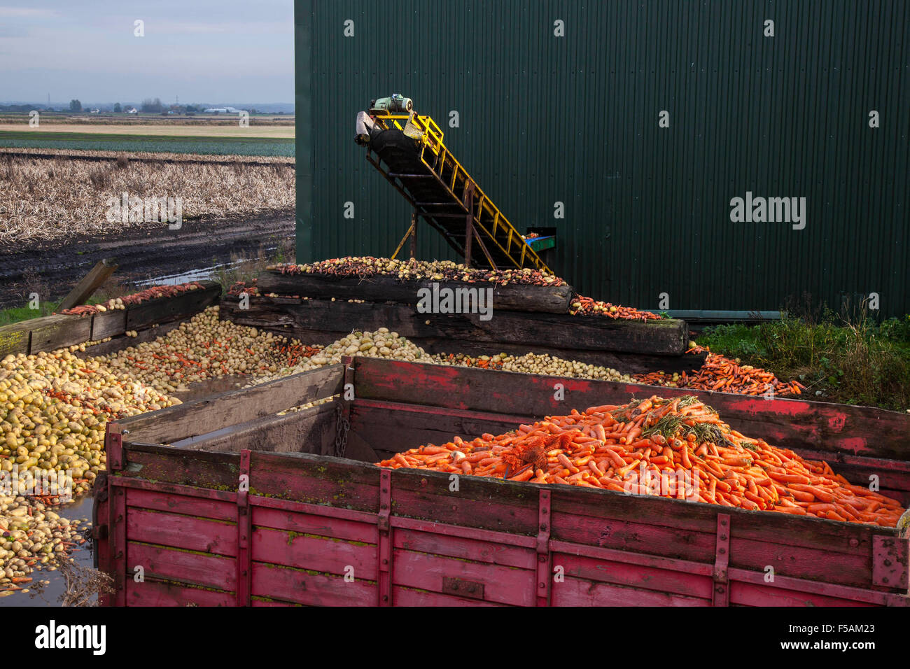 Légumes wonky rejetés à Burscough, Lancashire, Royaume-Uni octobre 2015.La réduction des déchets alimentaires pourrait aider à nourrir les affamés du monde, déclare le professeur Per Pinsjup-Andersen, chef d'un groupe d'experts indépendant qui conseille l'Organisation des Nations Unies pour l'alimentation et l'agriculture sur la façon de s'attaquer au problème.Dans une série de programmes, la BBC met également en lumière la montagne de déchets alimentaires qui sont générés sur les fermes britanniques en raison des normes cosmétiques strictes des supermarchés.Crédit : Cernan Elias/Alay Live News Banque D'Images