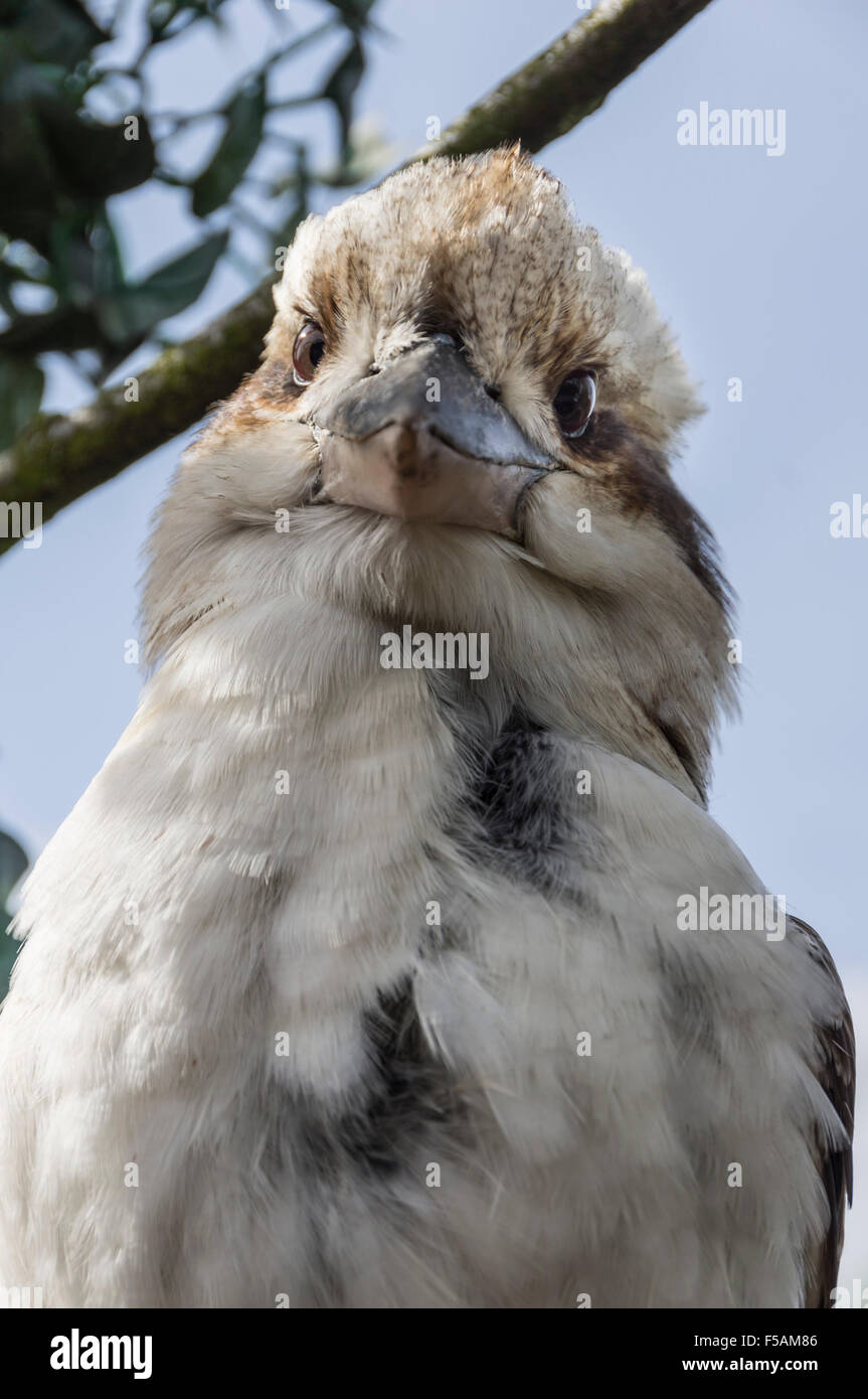 Cinq soeurs Zoo, Polbeth, Livingstone, en Écosse. Kookaburra. Banque D'Images