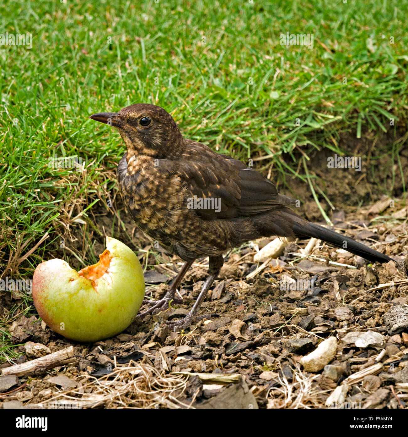 Anglais juvénile Merle noir (Turdus merula) eating apple exceptionnels, au Royaume-Uni. Banque D'Images