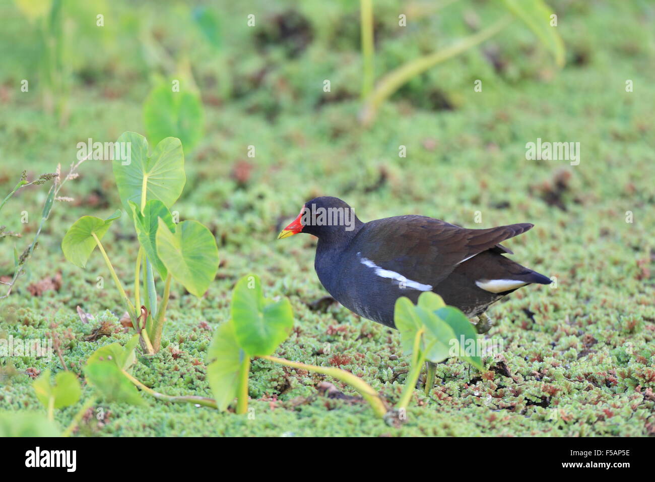 La Gallinule poule-d'eau (Gallinula chloropus) au Japon Banque D'Images
